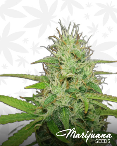 Kush Doctor