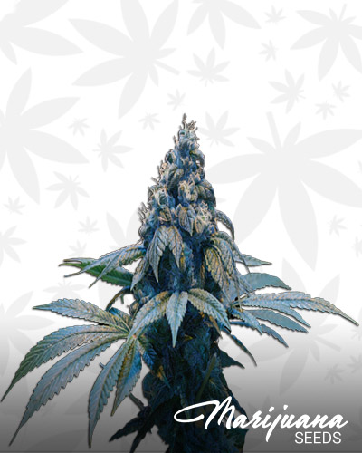 Kush Dream