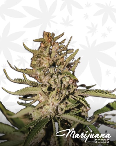 Kush Exclusive