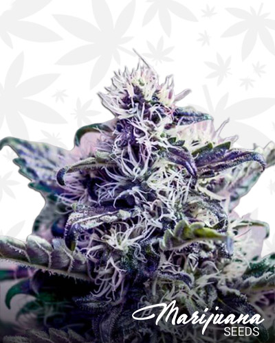 Kush Express