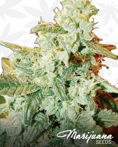 Kush Fromage
