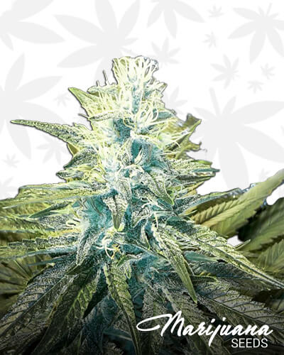 Kush G