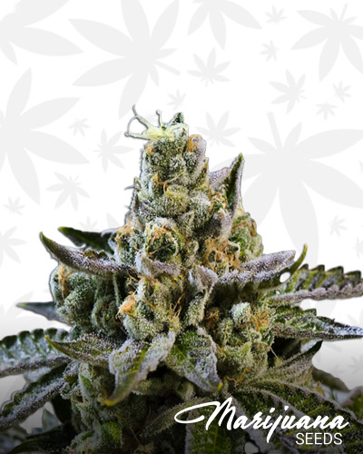 Kush Haze