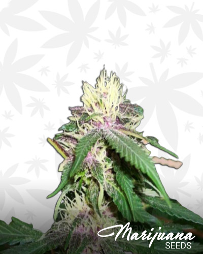 Kush Island