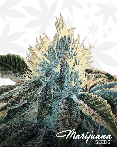 Kush Kush