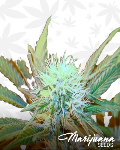 Kush Medicine