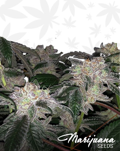 Kush Mints