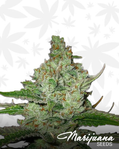 Kush O Matic