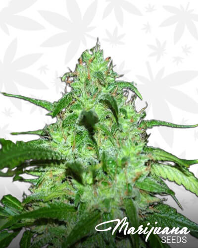 Kush O Nesia