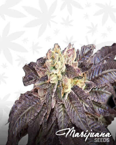 Kush Rau300