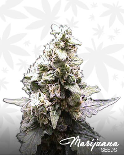 Kush Skunk