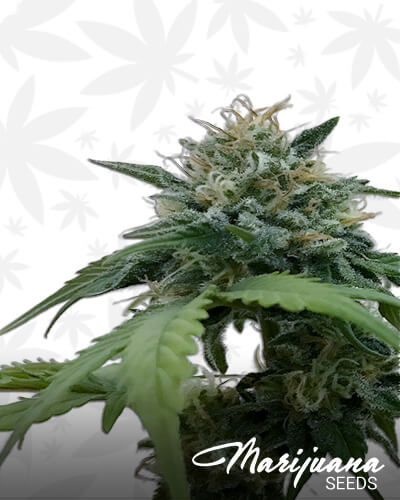 Kush Supernova