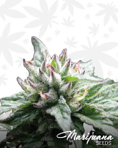 Kush Ultra