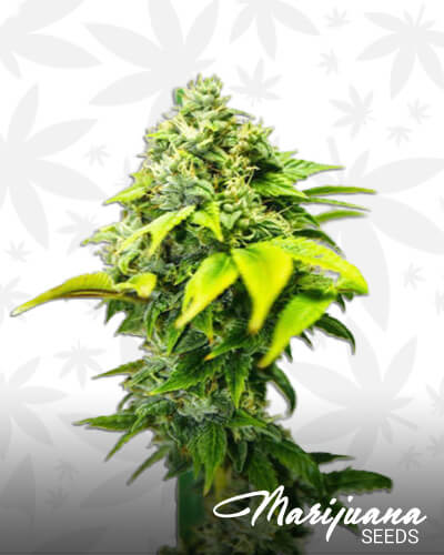 Kush del arriero