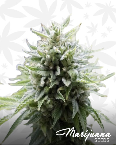 Kush