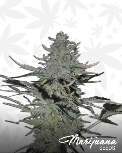 KushDee