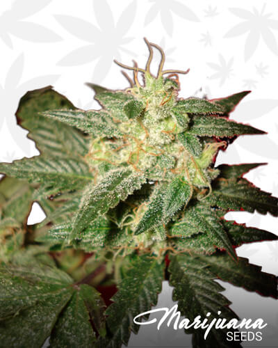 Kushage x Jack HerrerAka Dominator