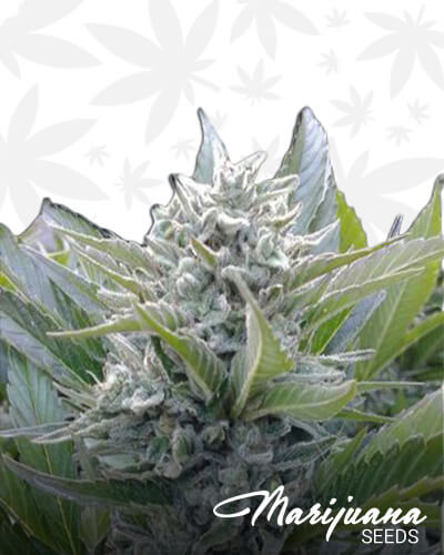 Kushdawg