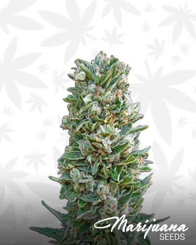 Kushical