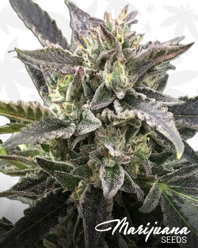 Kushmatic