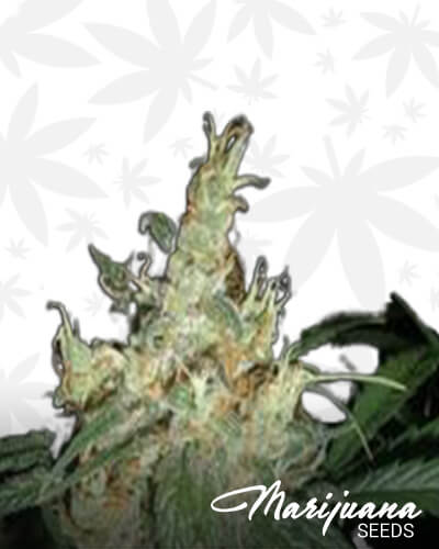 Kushy Haze