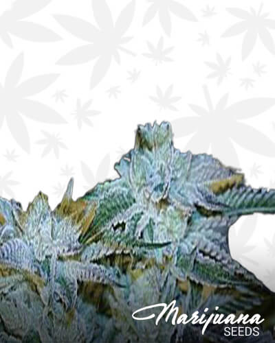 LA Affair x Biker Kush
