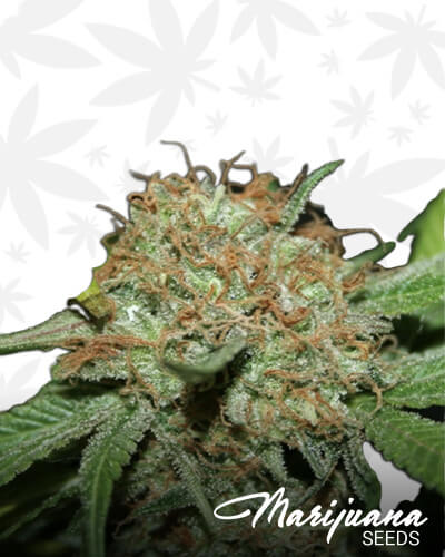 LA Cherry Haze