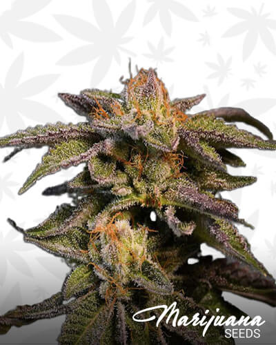 LA Confidential