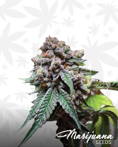 LA Cookies