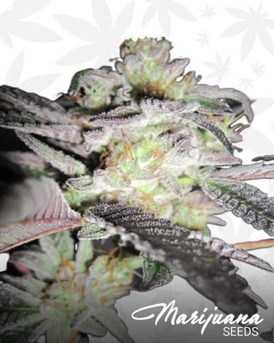 LA Diesel