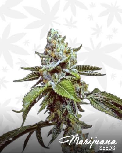 LA Kush Cookies