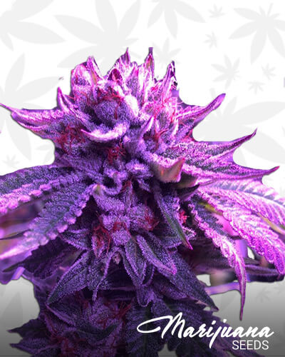 LA Pure Kush Aka Los Angeles Pure Kush