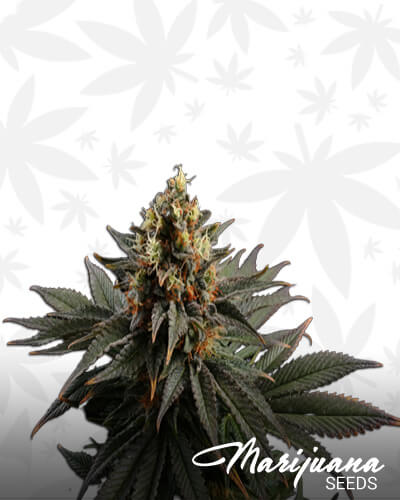 LOLAka Sativa Dream