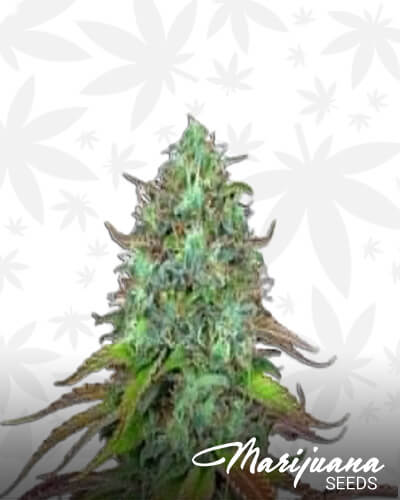 LSD Auto