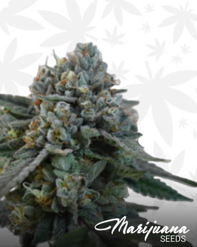 LSD OGAka LSD OG Kush