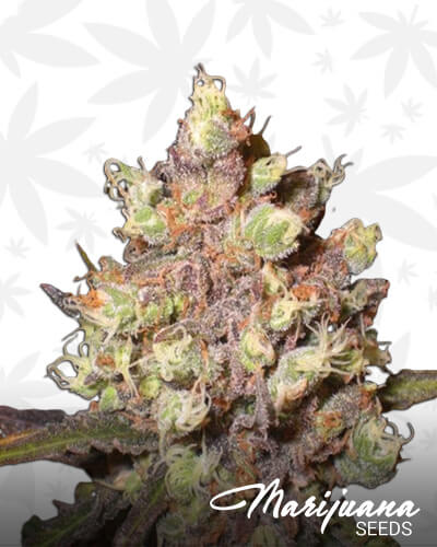 LSD Poison