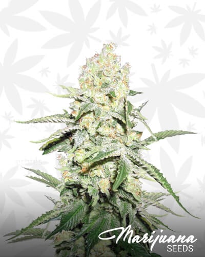 La Blanca Gold Auto