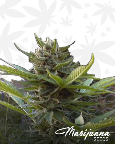 La Fruta x Lowryder 2