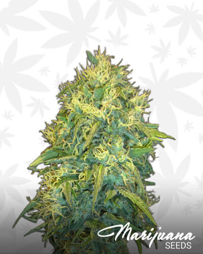 La Medica Blanca