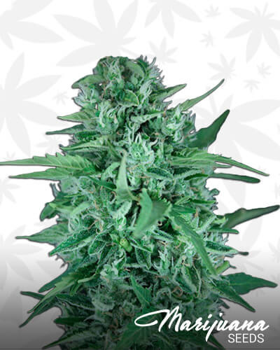 La Rica Auto CBD
