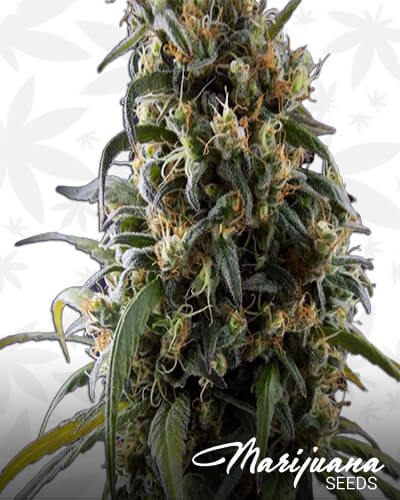 La Rica CBD