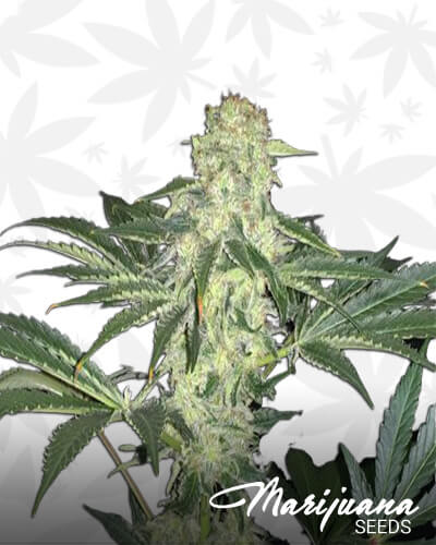 La SAGE CBD