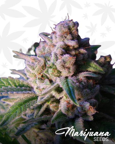 Lady Berry Kush min3