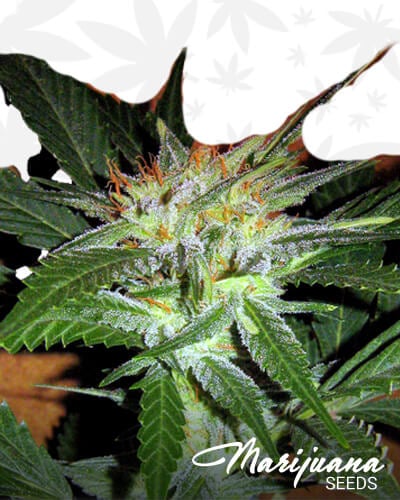 Lala Haze