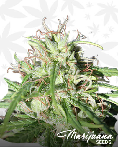 Lambsbread x Panama Red1