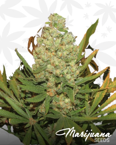 Landrace Afghanistan min