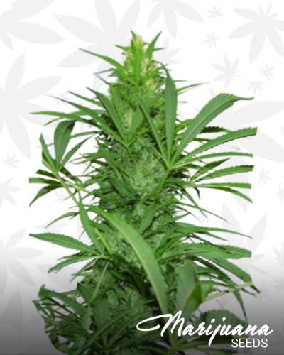 Laos Sativa min3