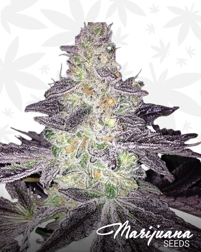 Larry Bird Breath Strain