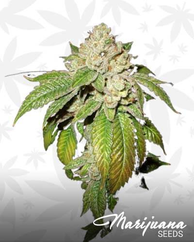 Larry OG kush2