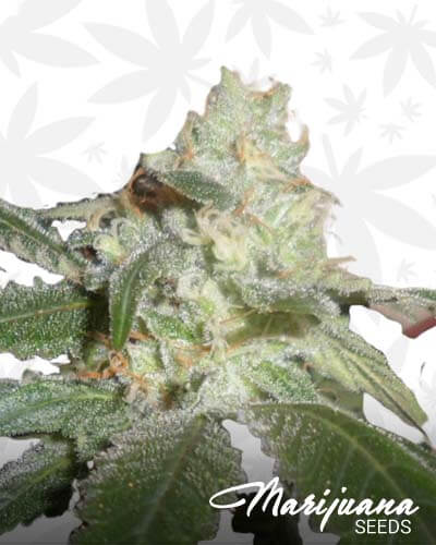 Larrys Lemon Cookies1